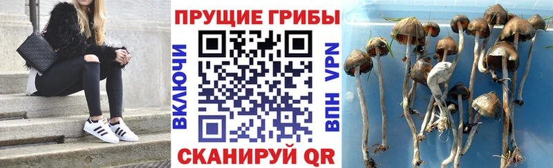 где купить наркотик  Лесной  Галлюциногенные грибы ЛСД 